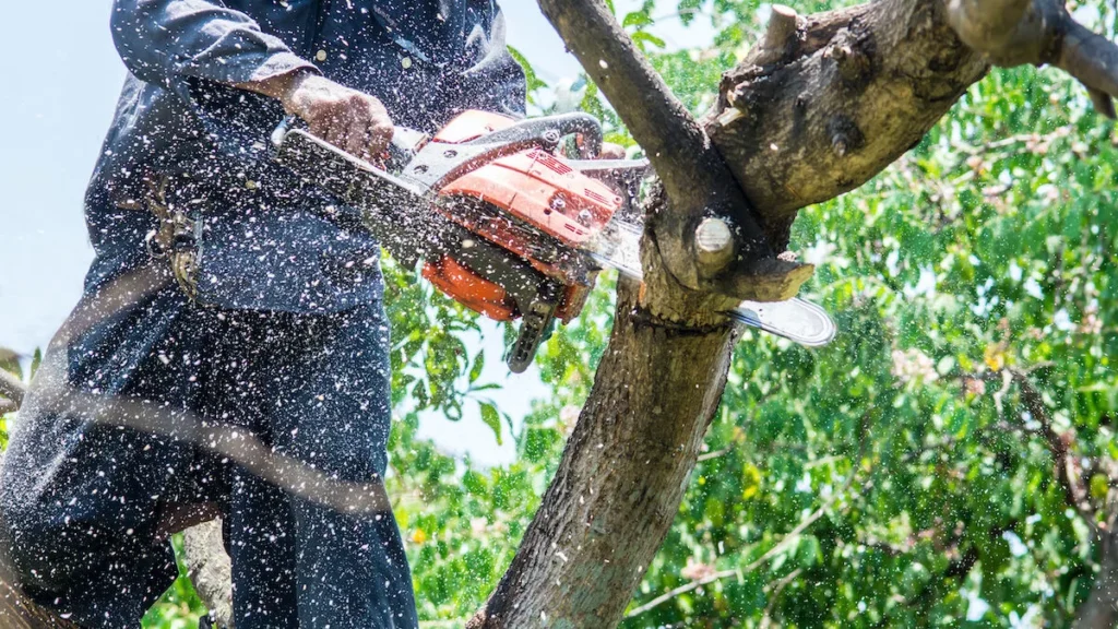 Residential Tree Services in Aiken