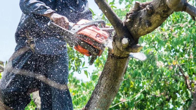 aiken tree service