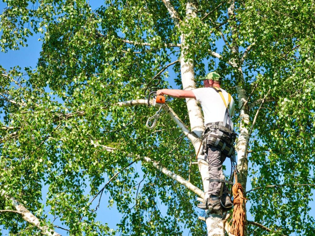 tree trimming services in aiken sc