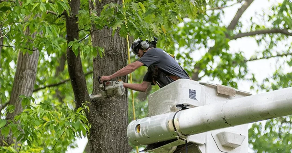 Commercial Tree Services in Aiken