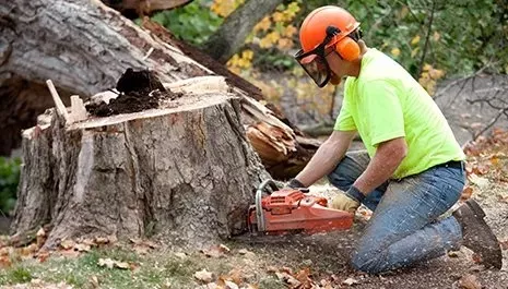 stump removal aiken tree care service