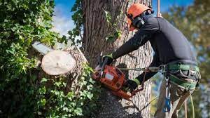 Tree removal service in aiken sc