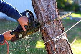 Aiken Tree Service Cost and Prices