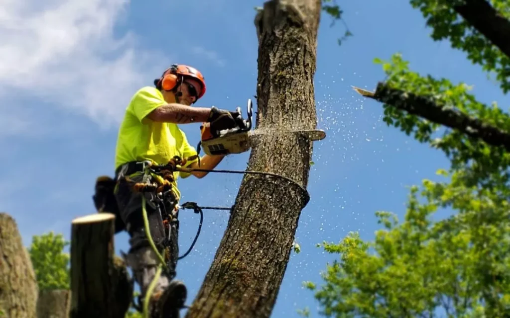 tree services in Aiken sc