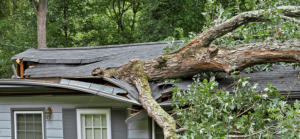 emergency tree services in aiken