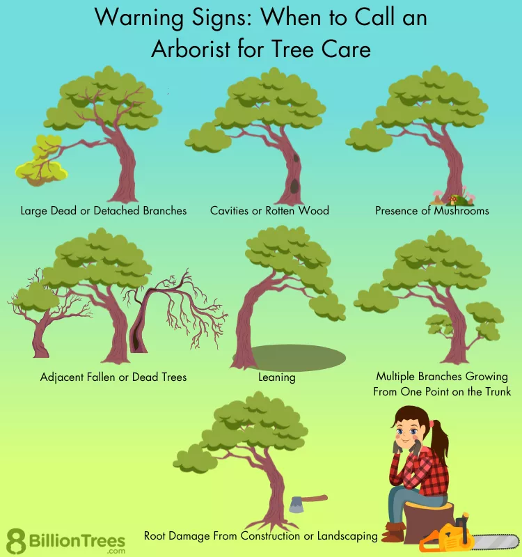 aiken tree removal services