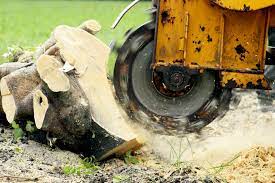 stump grinding and removal in aiken sc