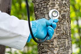 Tree Health Assessment in Aiken