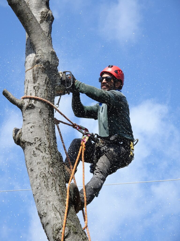 aiken tree service