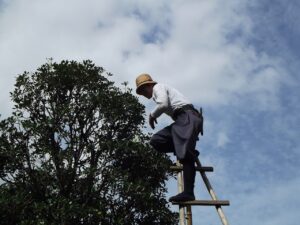 tree pruning services aiken sc