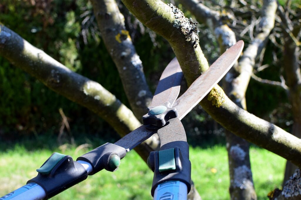 Tree Cabling and Bracing in Aiken