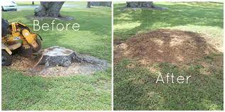 stump grinding & removal services in aiken sc