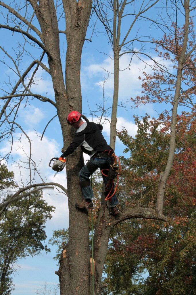 tree service aiken south carolina