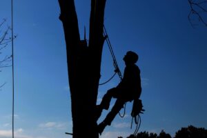 Tree Cabling and Bracing in Aiken