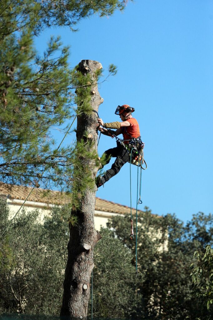 top rated tree service in aiken sc - open now